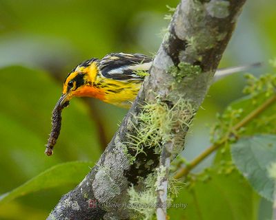 BLACKBURNIAN WARBLER