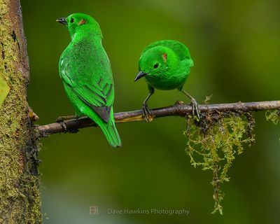 GLISTENING-GREEN TANAGER