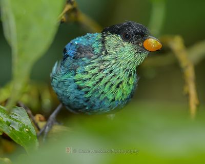 BLACK-CAPPED TANAGER