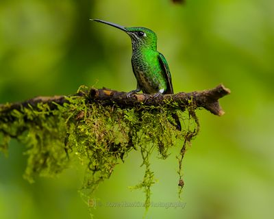 GREEN-CROWNED BRILLIANT ♀