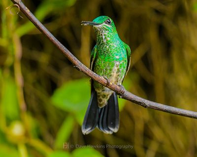 GREEN-CROWNED BRILLIANT ♀