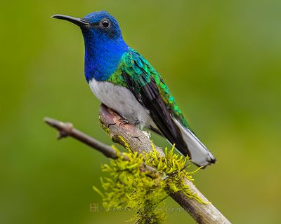 WHITE-NECKED JACOBIN