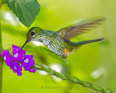 BOOTED RACKET-TAIL ♀