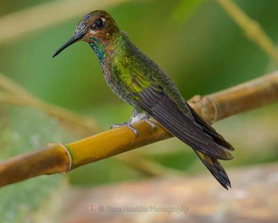 VIOLET-FRONTED BRILLIANT