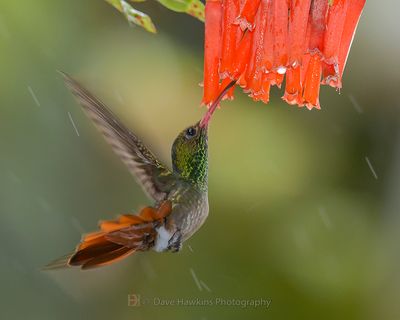 RUFOUS-TAILED HUMMINGBIRD