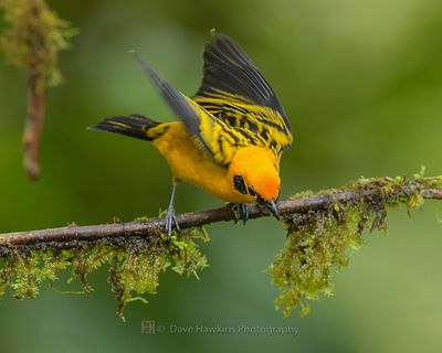 GOLDEN TANAGER