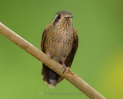 SPECKLED HUMMINGBIRD