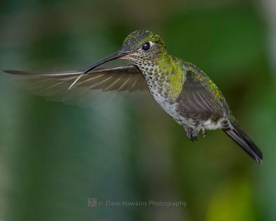 MANY-SPOTTED HUMMINGBIRD