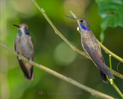 BROWN-VIOLETEAR