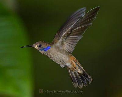 BROWN-VIOLETEAR