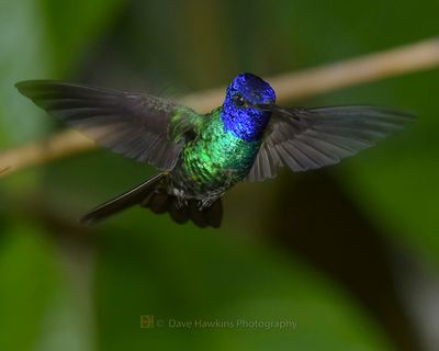 GOLDEN-TAILED SAPPHIRE