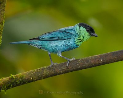 BLACK-CAPPED TANAGER