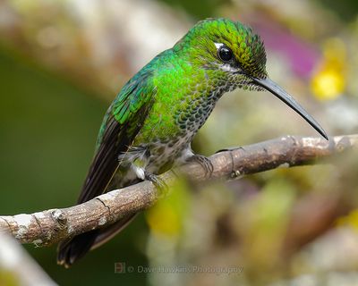 GREEN-CROWNED BRILLIANT ♀