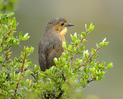 TAWNY ANTPITTA