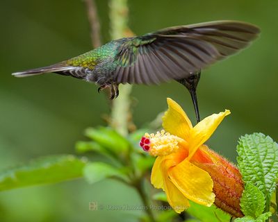 GREEN-BACKED HILLSTAR