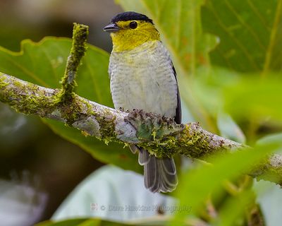 BARRED BECARD
