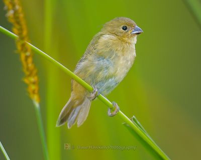 YELLOW-BELLIED SEEDEATER