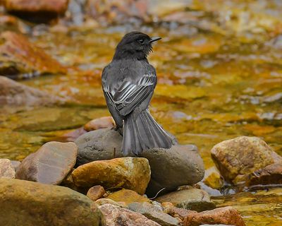 BLACK PHOEBE