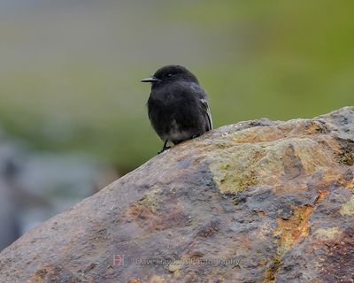 BLACK PHOEBE