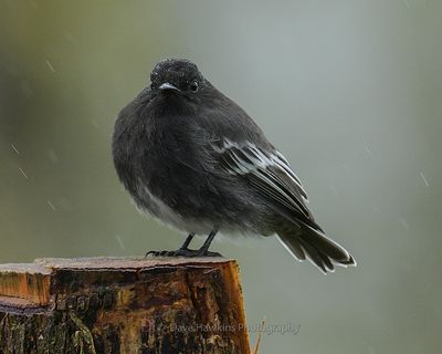 BLACK PHOEBE