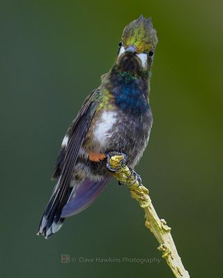 WIRE-CRESTED THORNTAIL ♀
