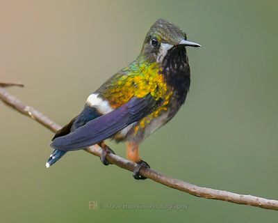 WIRE-CRESTED THORNTAIL ♀