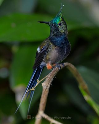 WIRE-CRESTED THORNTAIL ♂