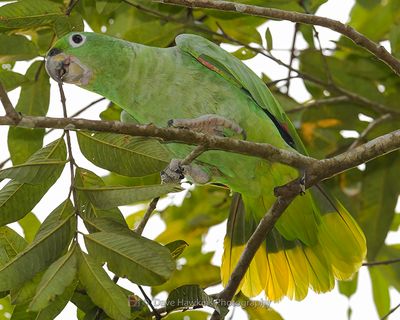 MEALY-AMAZON PARROT