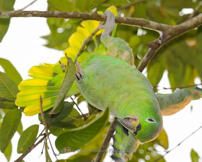 MEALY-AMAZON PARROT