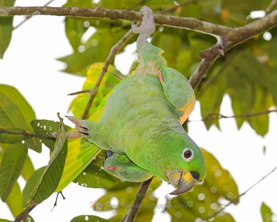 MEALY-AMAZON PARROT