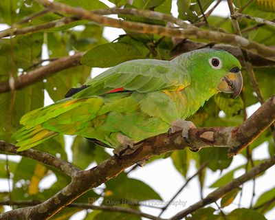 MEALY-AMAZON PARROT