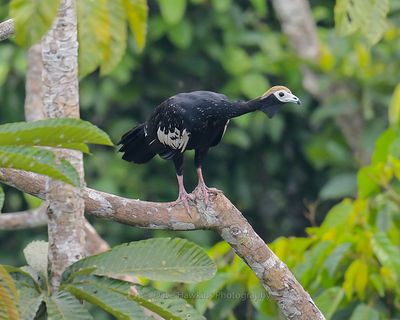 BLUE-THROATED PIPING GUAN