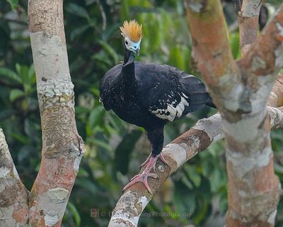 BLUE-THROATED PIPING GUAN