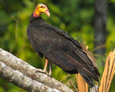 GREATER YELLOW-HEADED VULTURE