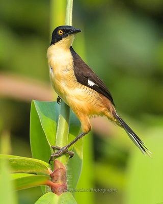 BLACK-CAPPED DONACOBIUS