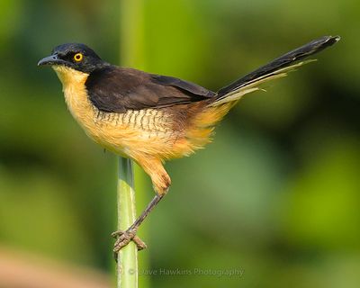 BLACK-CAPPED DONACOBIUS