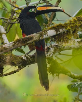 MANY-BANDED ARACARI