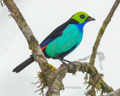 PARADISE TANAGER
