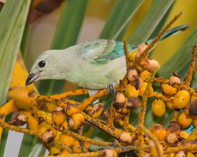 BLUE-GRAY TANAGER