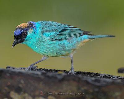 GOLDEN-NAPED TANAGER