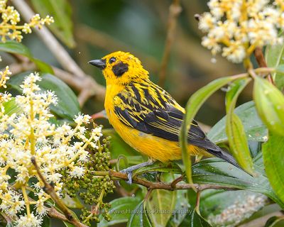 GOLDEN TANAGER