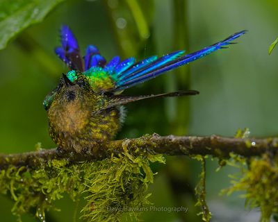 VIOLET-TAILED SYLPH