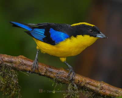 BLUE-WINGED MOUNTAIN TANAGER