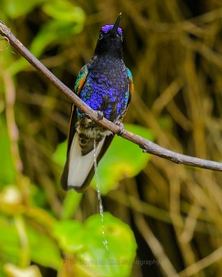 VELVET-PURPLE CORONET