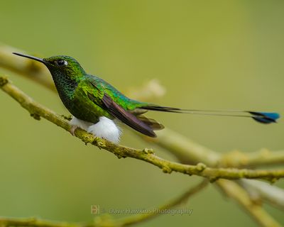 BOOTED-RACKET-TAIL