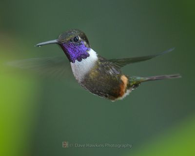 WHITE-BELLIED WOODSTAR ♂