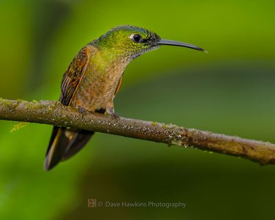 FAWN-BREASTED BRILLIANT