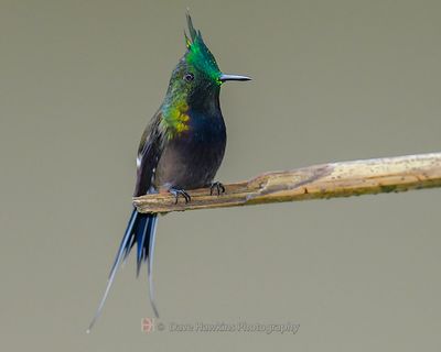 WIRE-CRESTED THORNTAIL ♂