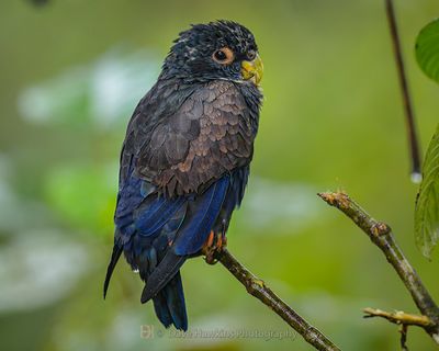 BRONZED-WINGED PARROT