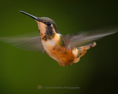 PURPLE-THROATED WOODSTAR